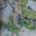 Sycamore Tree